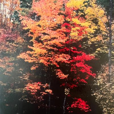 Photo: By The Time We Got To Woodstock
Credit: MGH
