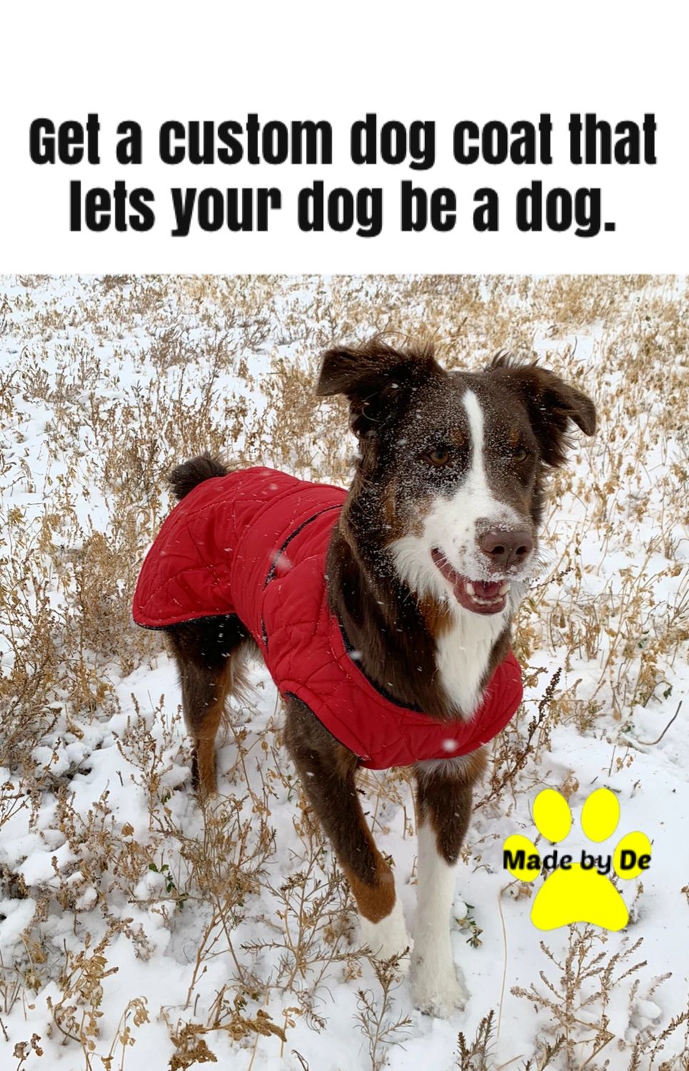 Athletic dogs need the right gear.