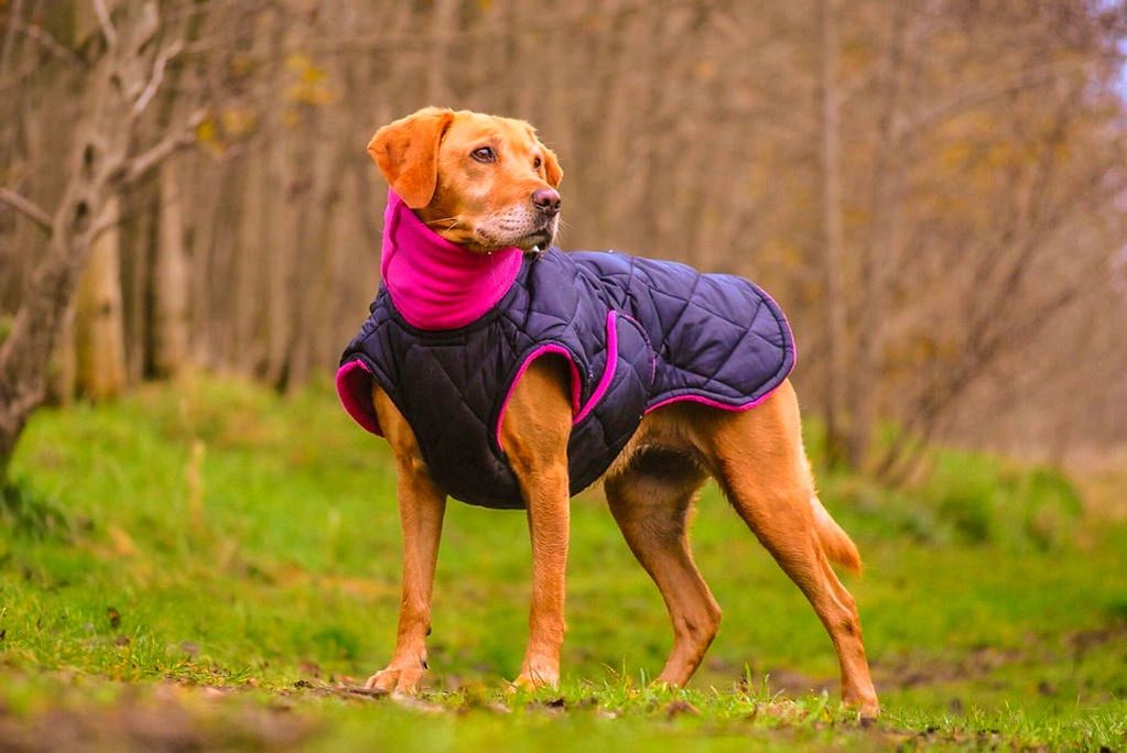 Custom Dog Clothes Made by De