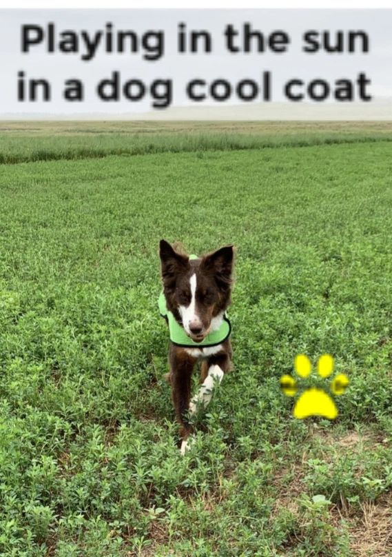 Synthetic chamois made of rayon makes my dog cool coat cost effective, durable, and good at it’s at it’s job.