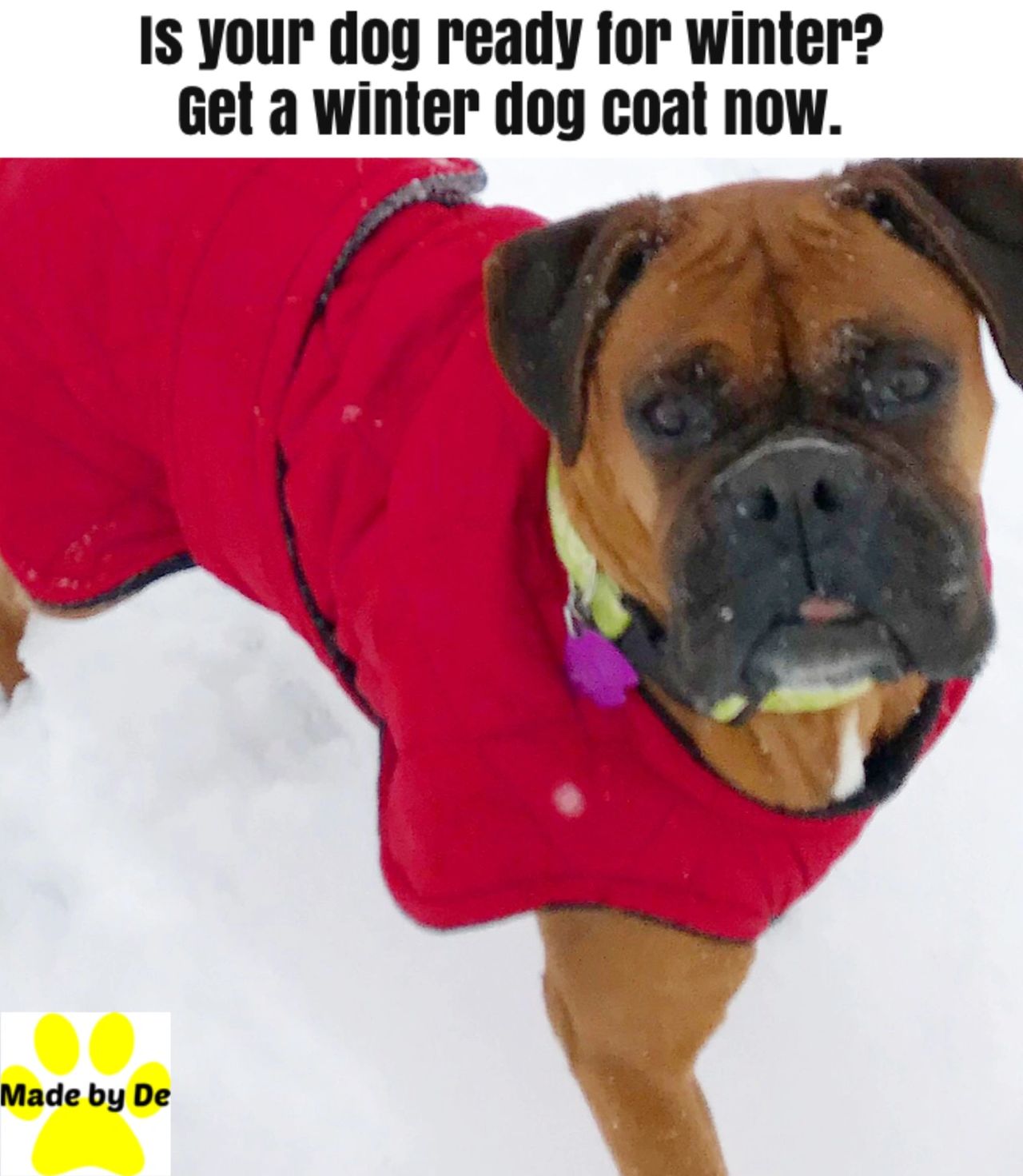 One way to give your dog the care they deserve is to get them a comfortable, warm dog coat made just for them.