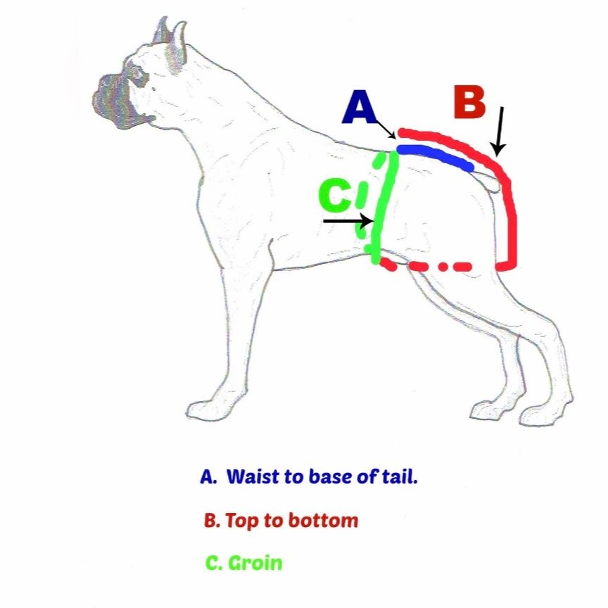 My diagram can help you get the measurements needed to get the best fit possible for your dog.