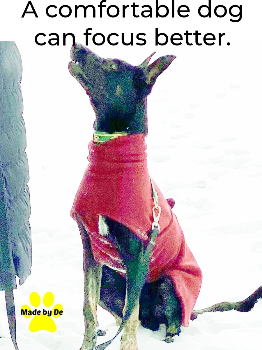 Reasons why your dog might need a dog coat; cold, freezing weather can make it hard for your dog to focus on you.  A coat can help decrease distractions so the two of you can work together better.