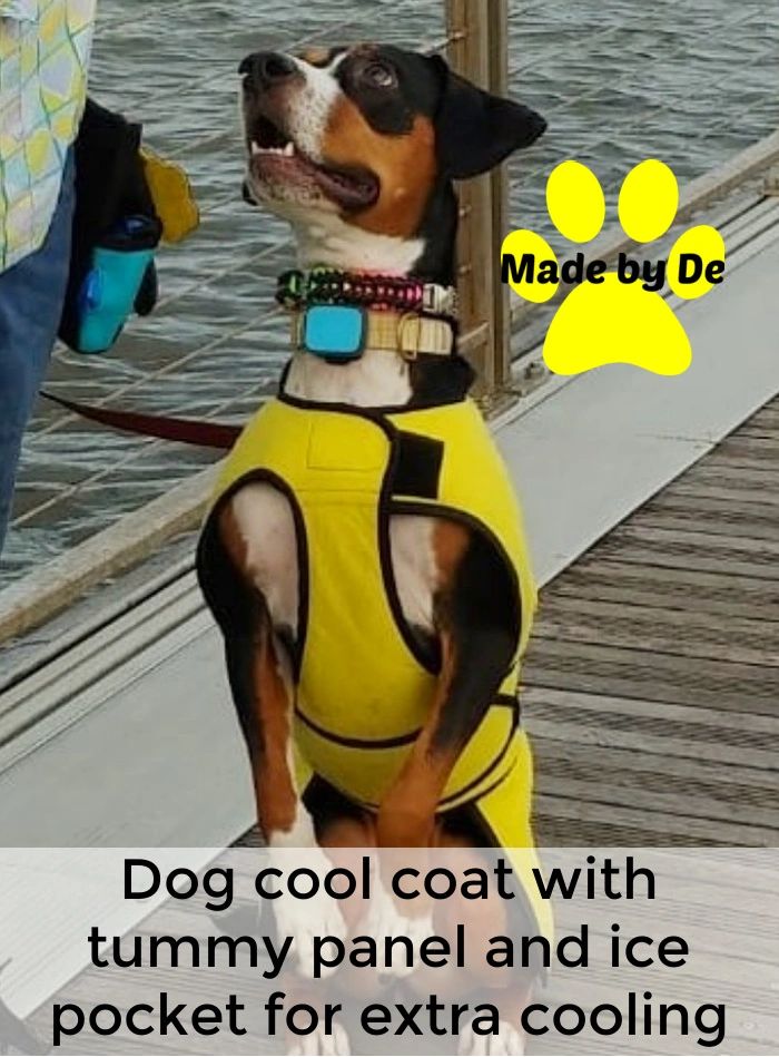 A dog cool coat can be an excellent tool for managing the risk of overheating for your dog.