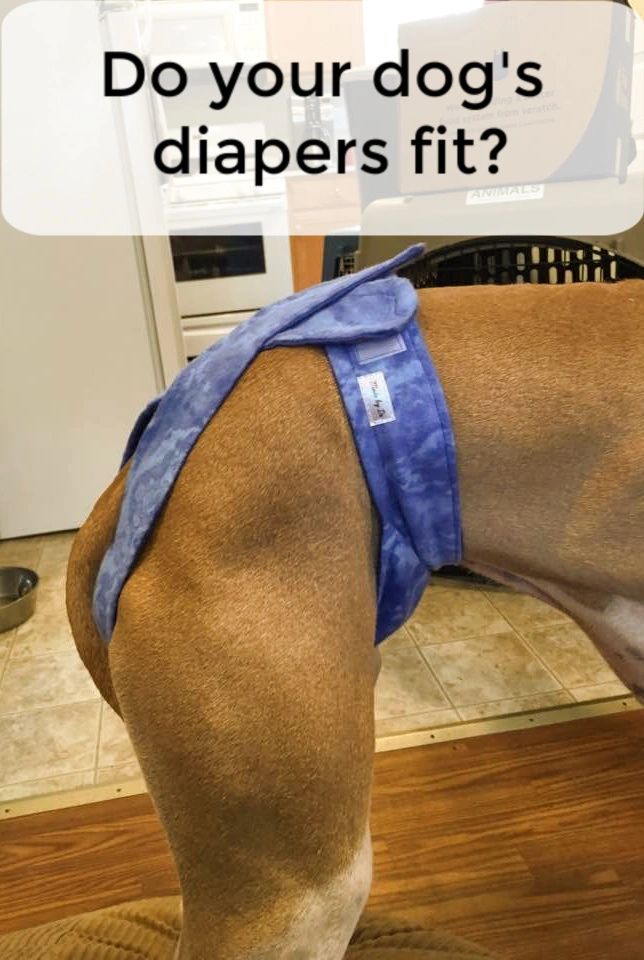 Dog diapers that fit will be better tolerated by your dog.