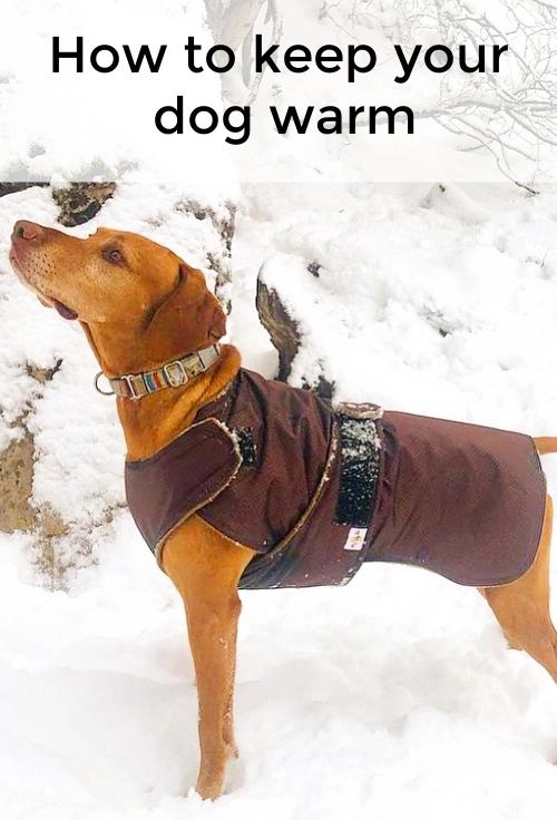 A dog coat can keep your dog warm and comfortable all winter long.