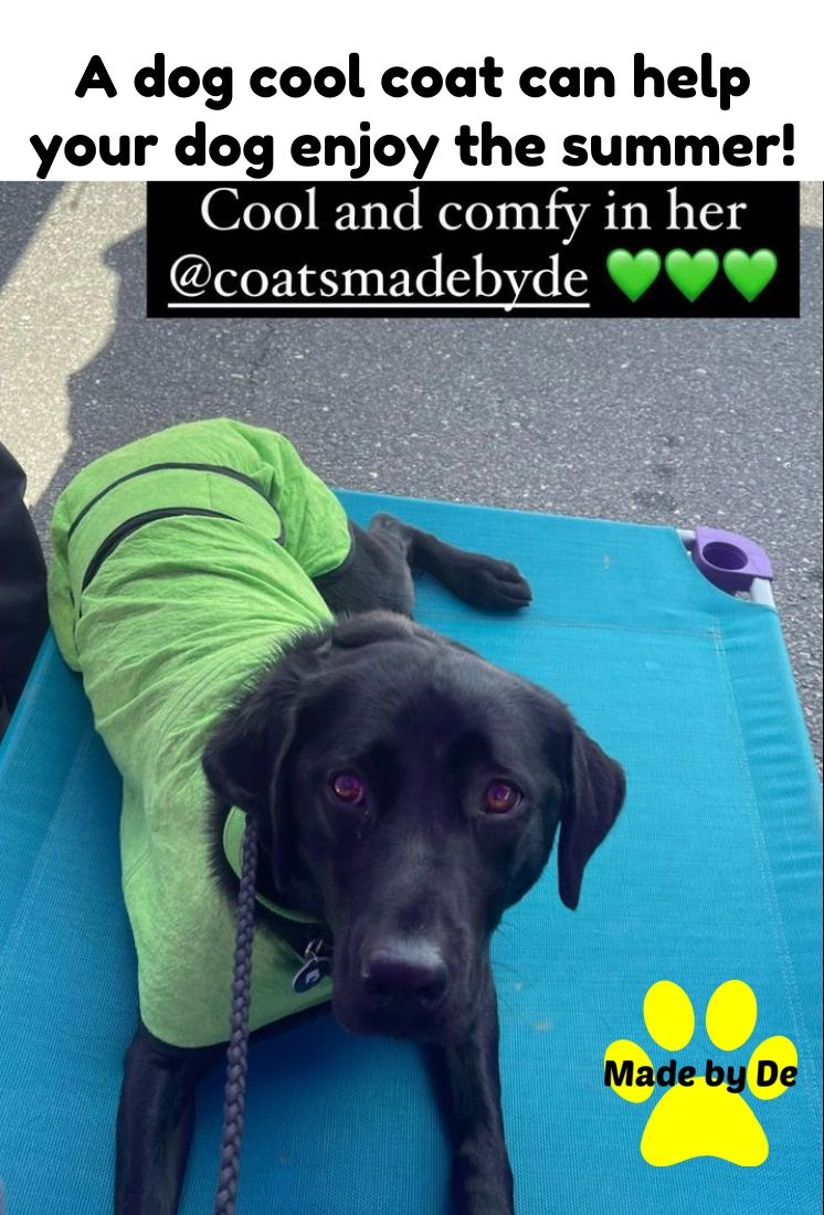 Dark-colored and/or smooth-coated dogs feel the heat more than other dogs.  These guys are much more likely to need help to prevent heatstroke.