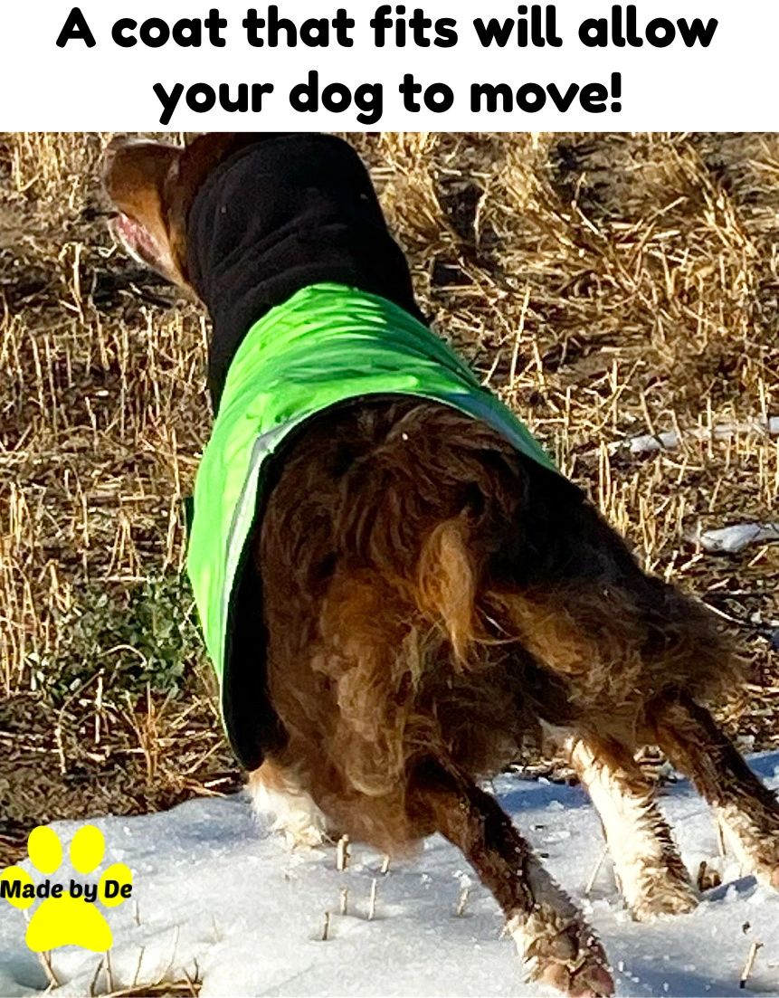 You can get a custom dog coat for your dog. Just provide measurements for your dog to get the best fit.
