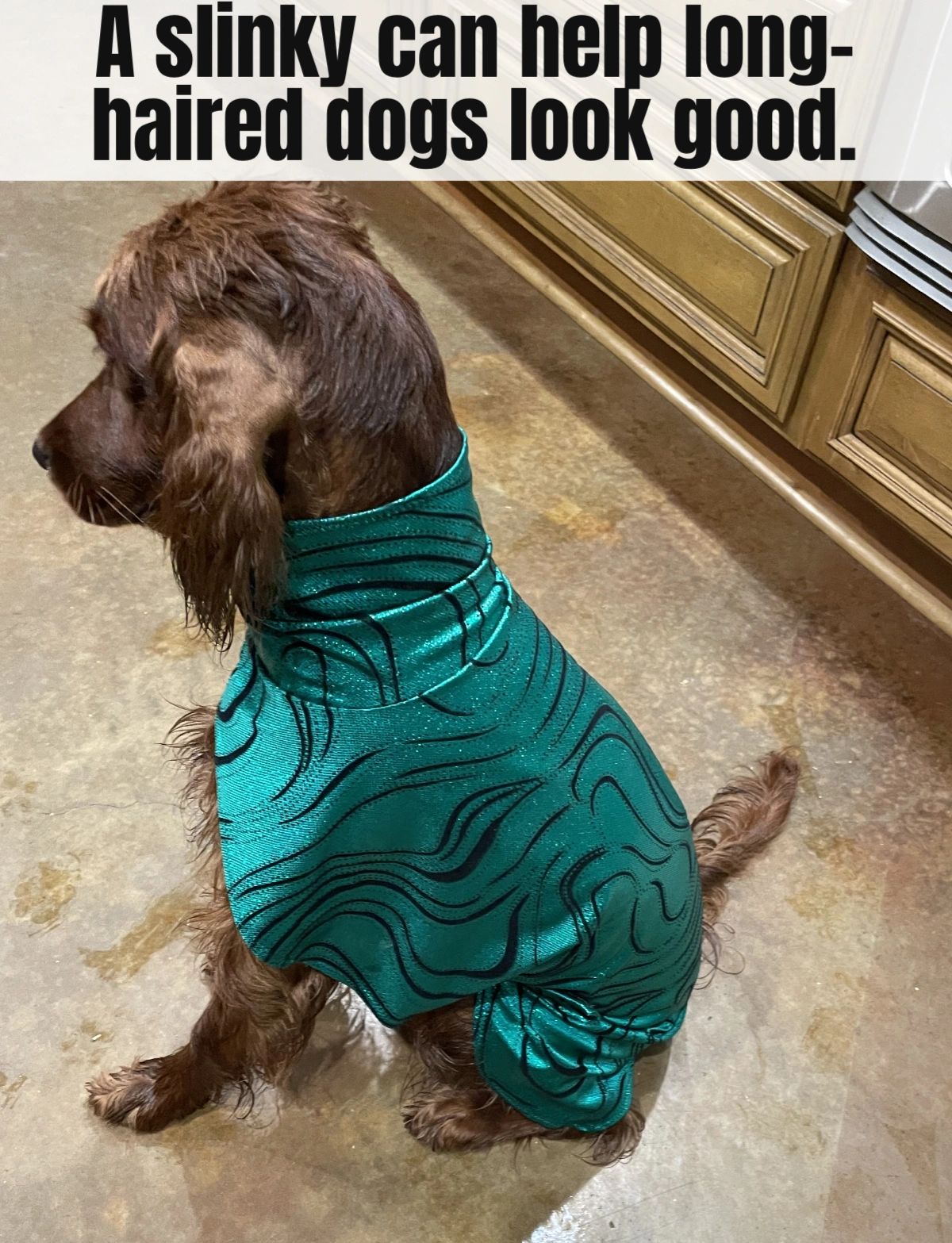 Grooming your dog can be quite a chore, especially if they have long flowing “locks” like this Irish Setter. A slinky can help smooth and protect that fur so you don’t need to spend as much time grooming.