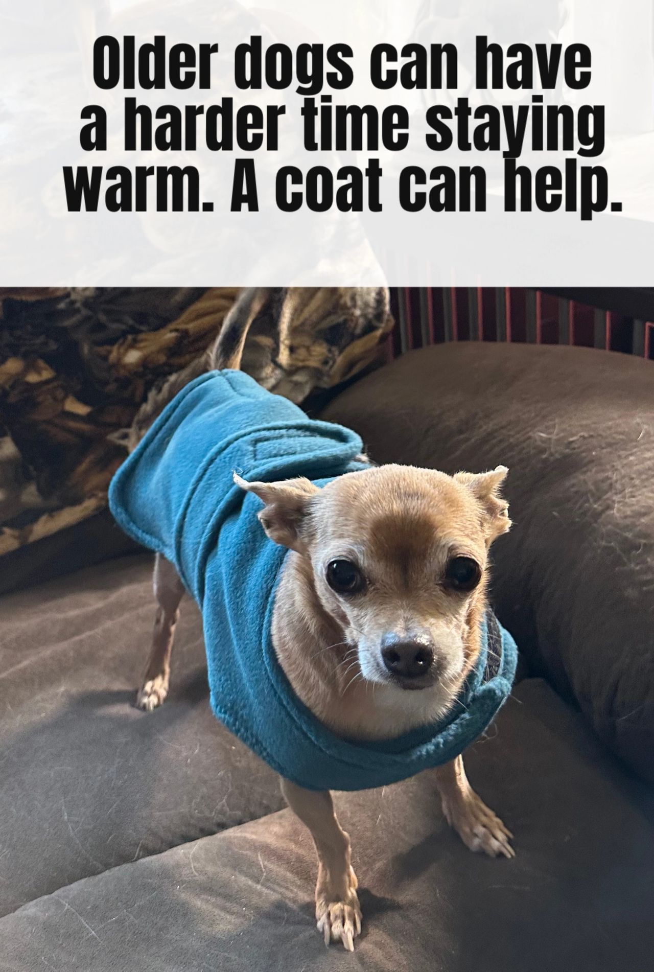 As dogs age, they lose muscle mass that kept them warm before. They also develop aches and pains that are relieved by staying warm.