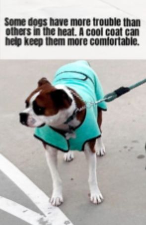 Some dogs have a hard time in the heat, like dogs with heavy muscles or flatter faces. They often need a cool coat to help them tolerate warmer weather.
