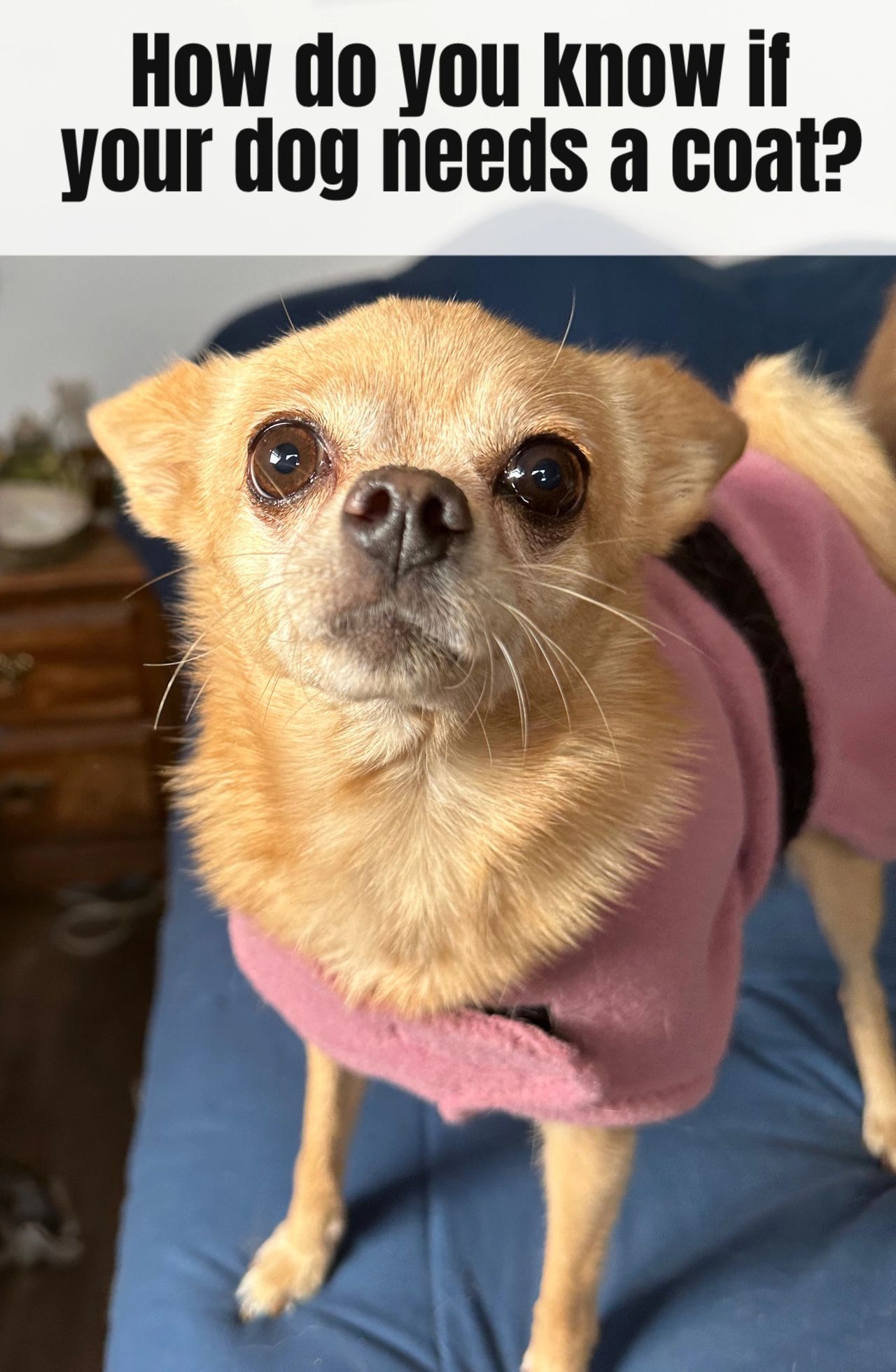 Does your dog need a coat, grooming suit or other clothing? What are they telling you?