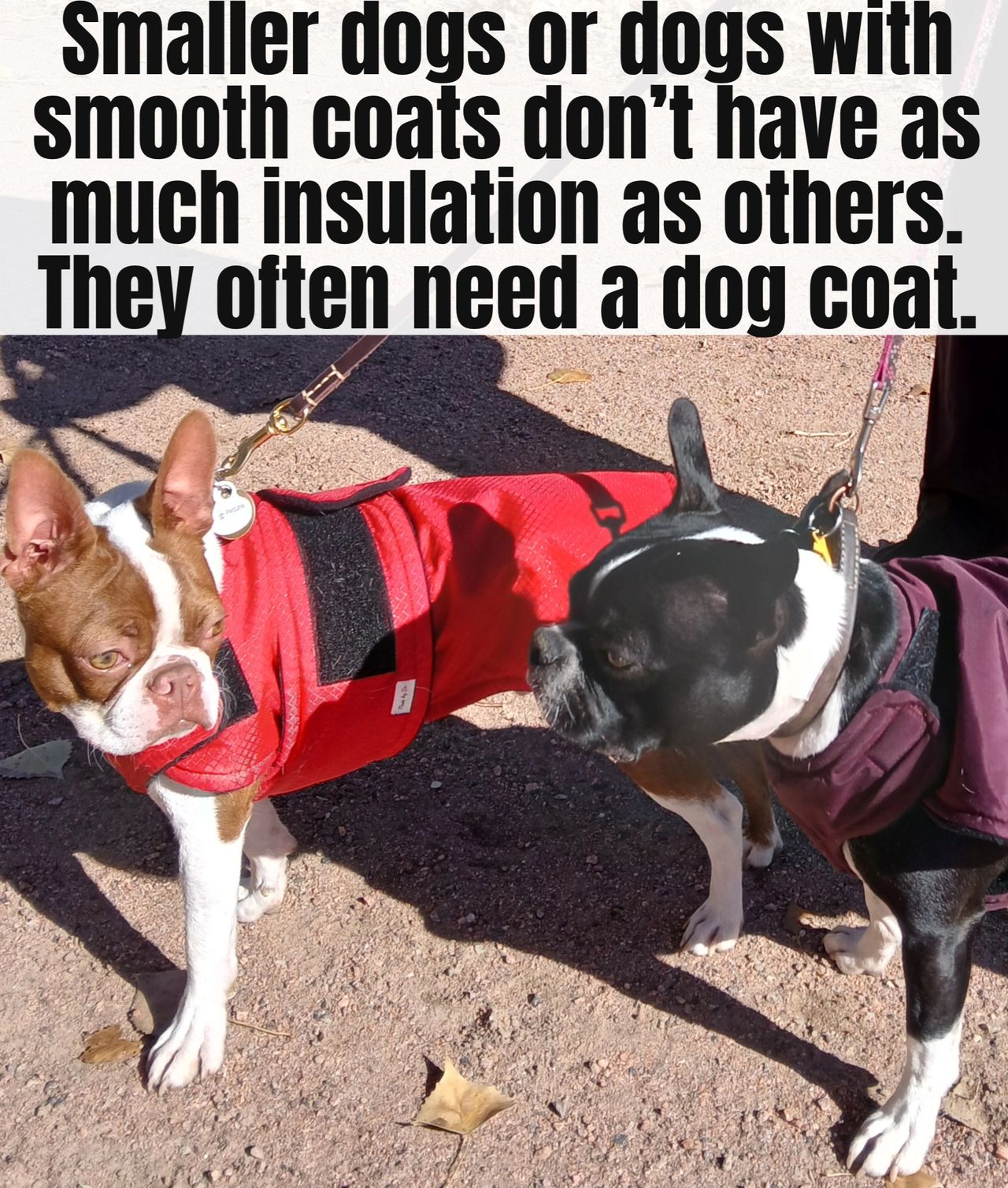 Dog breeds have been developed for human purposes. In the process, some of them end up without a warm enough coat. We can make that better with a coat. 