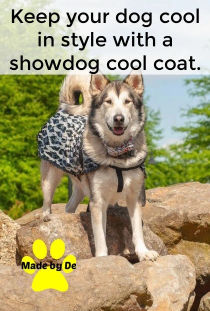 If your dog is hot, they won't have the energy they need to look their best.  A cool coat can help keep them comfortable so they perform like the champion you know they are.