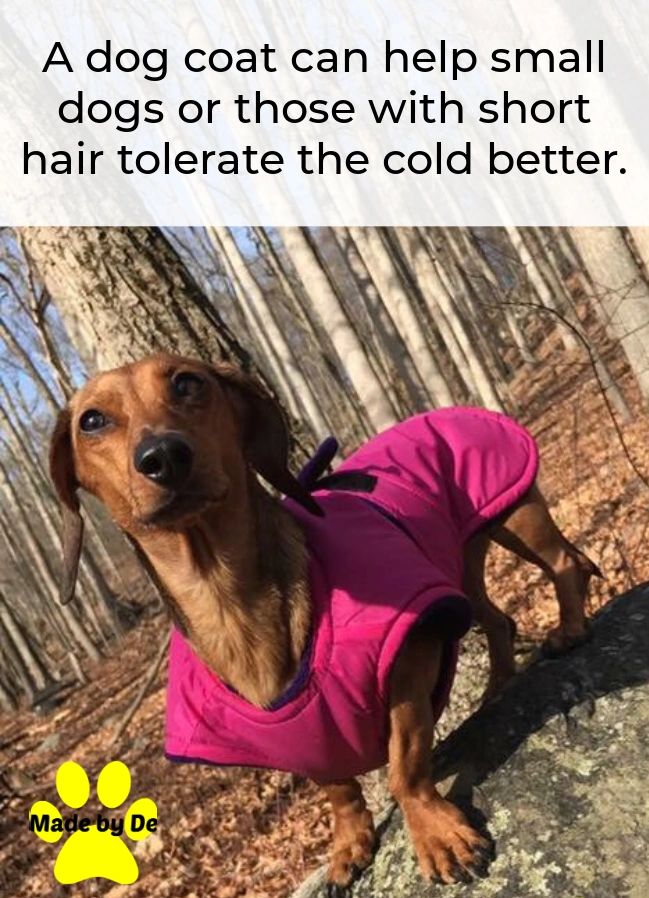 Reasons why a dog might need a coat; little dogs can't keep themselves warm as well as bigger dogs.  A dog coat can help them tolerate or even enjoy the winter weather!