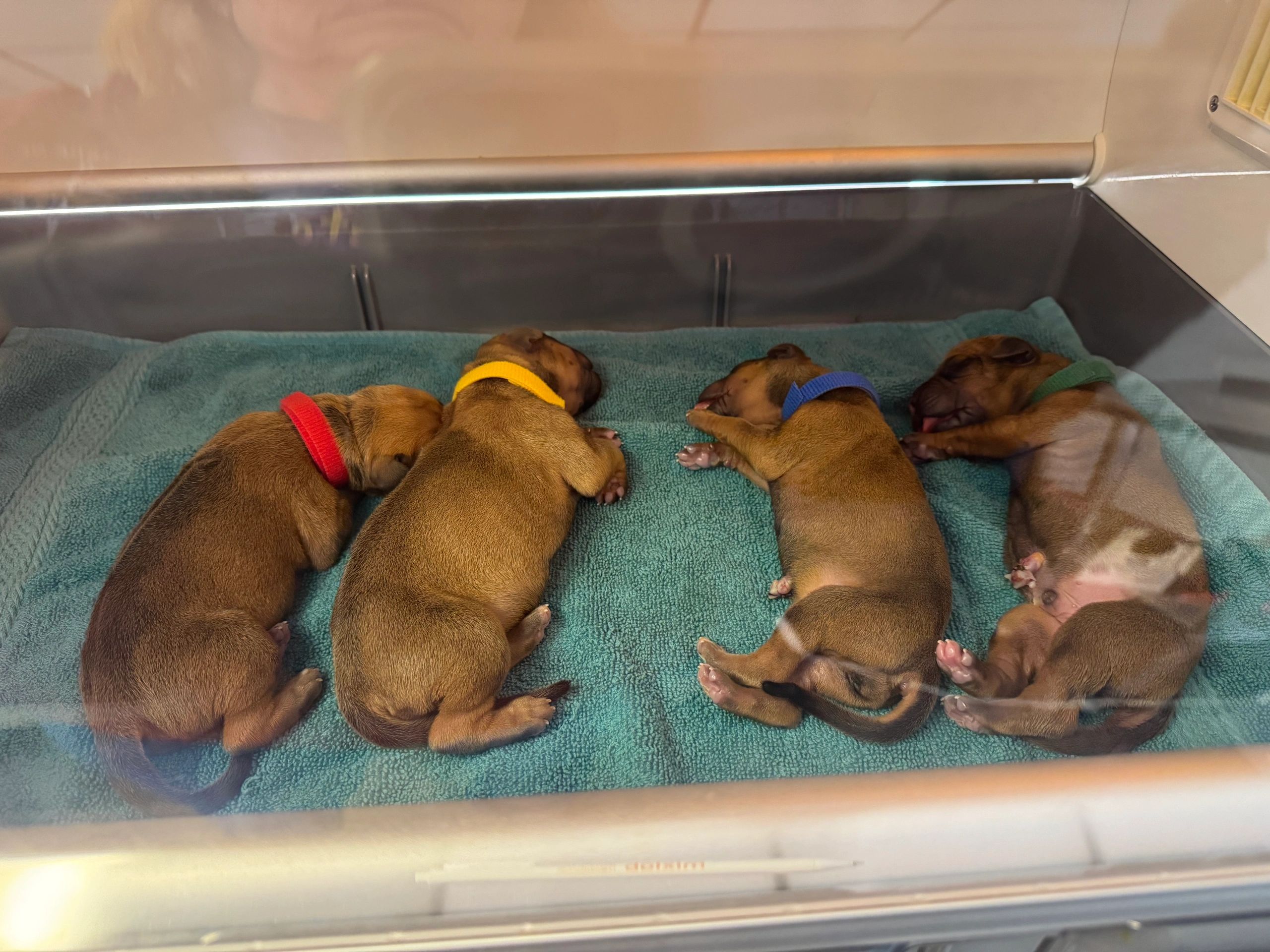 Welcome puppies via C Section warming in the incubator