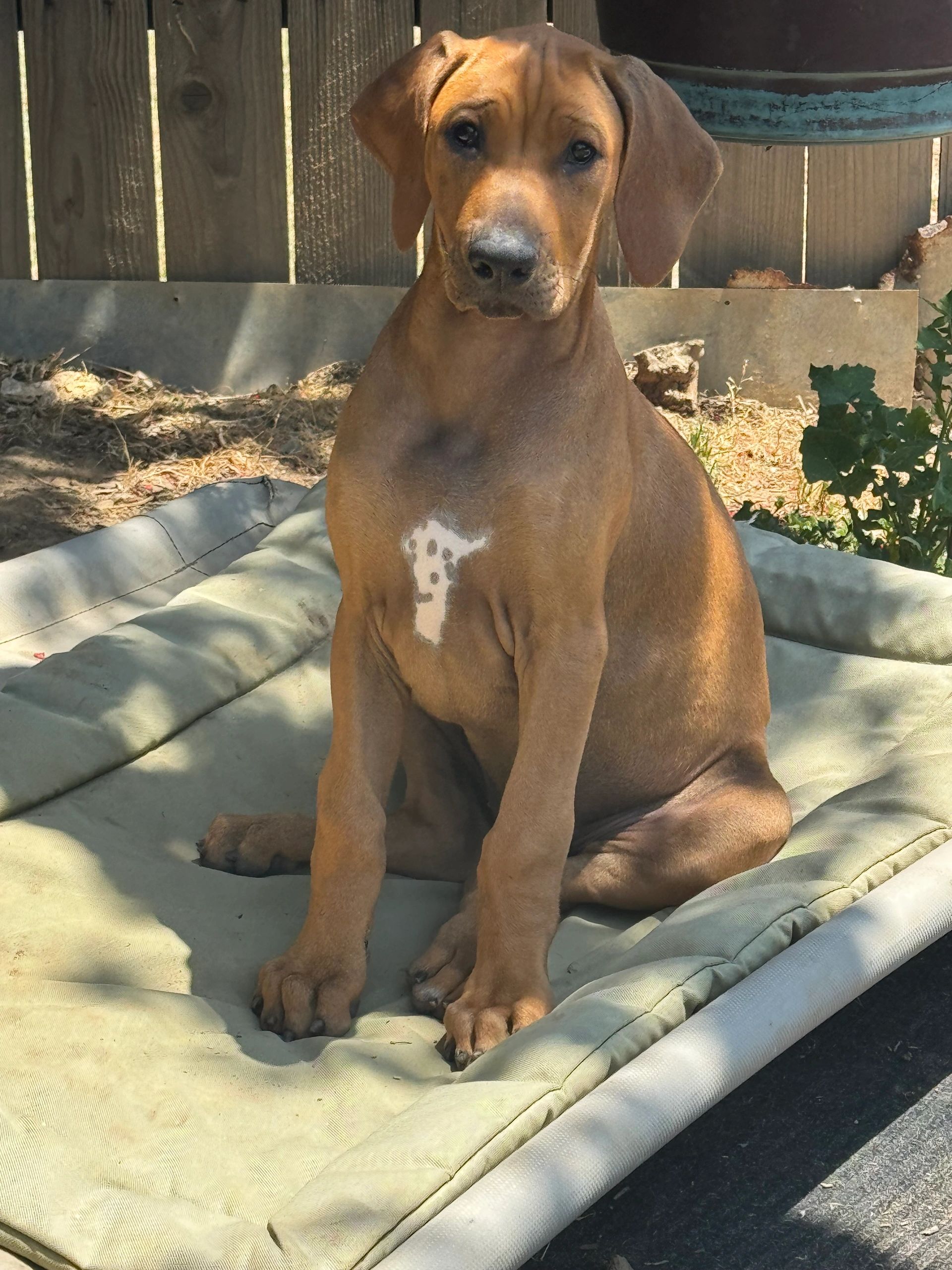 3 months old