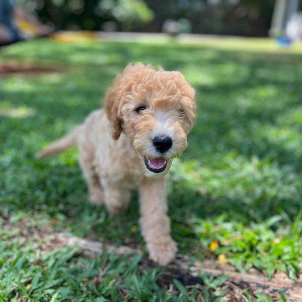 Raw dog food prepared with fresh grass-fed ingredients