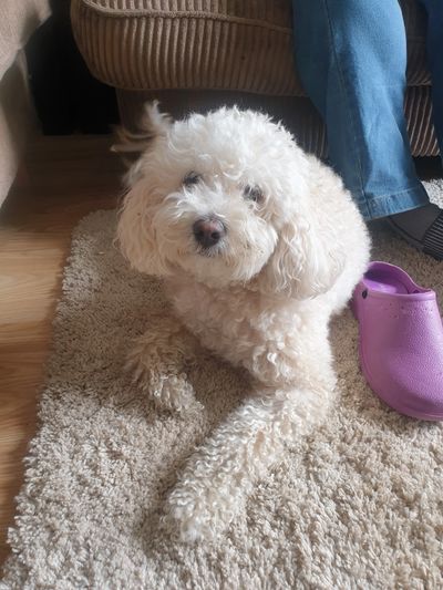 Curly white dog lying on a shaggy rug.