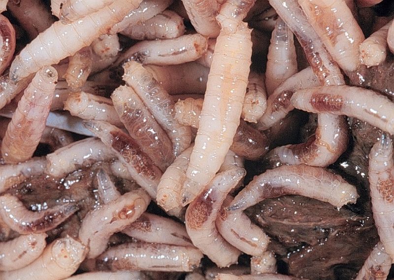 Maggot Masses and Review Articles