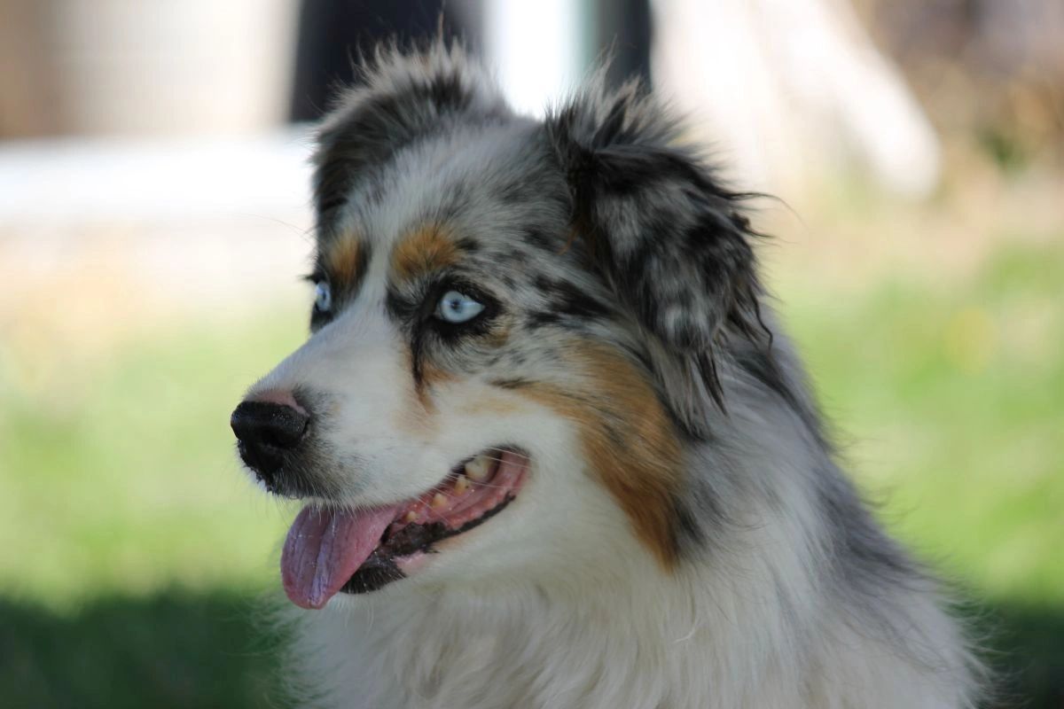 are australian shepherds good with goats