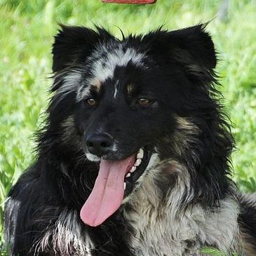 Diamond K5 Northern California Australian Shepherd Breeder