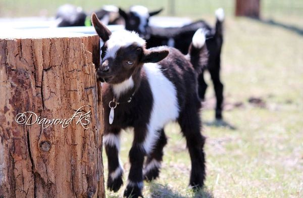 are australian shepherds good with goats