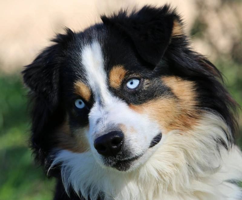 blue eyed tri australian shepherd