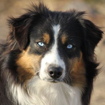 Diamond K5 Northern California Australian Shepherd Breeder