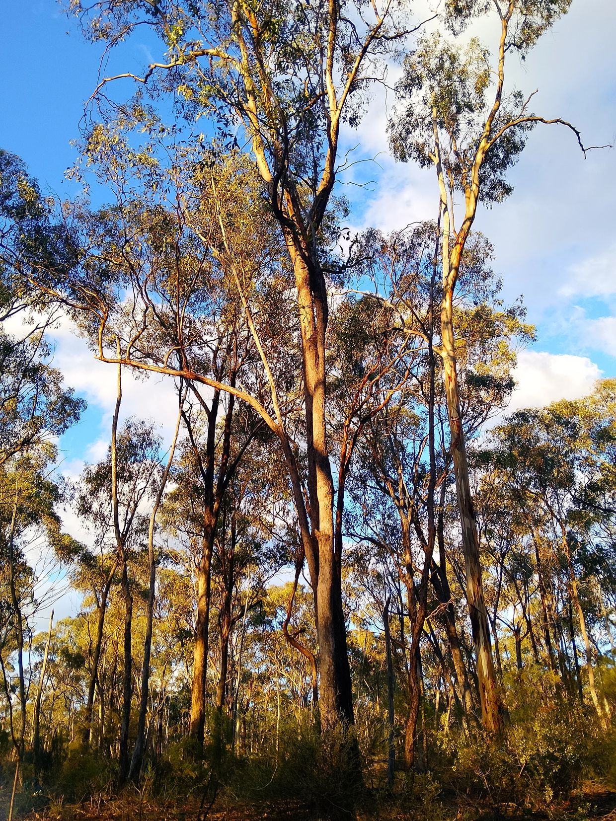 Sunlit eucalyptus trees under a blue sky in a forest.