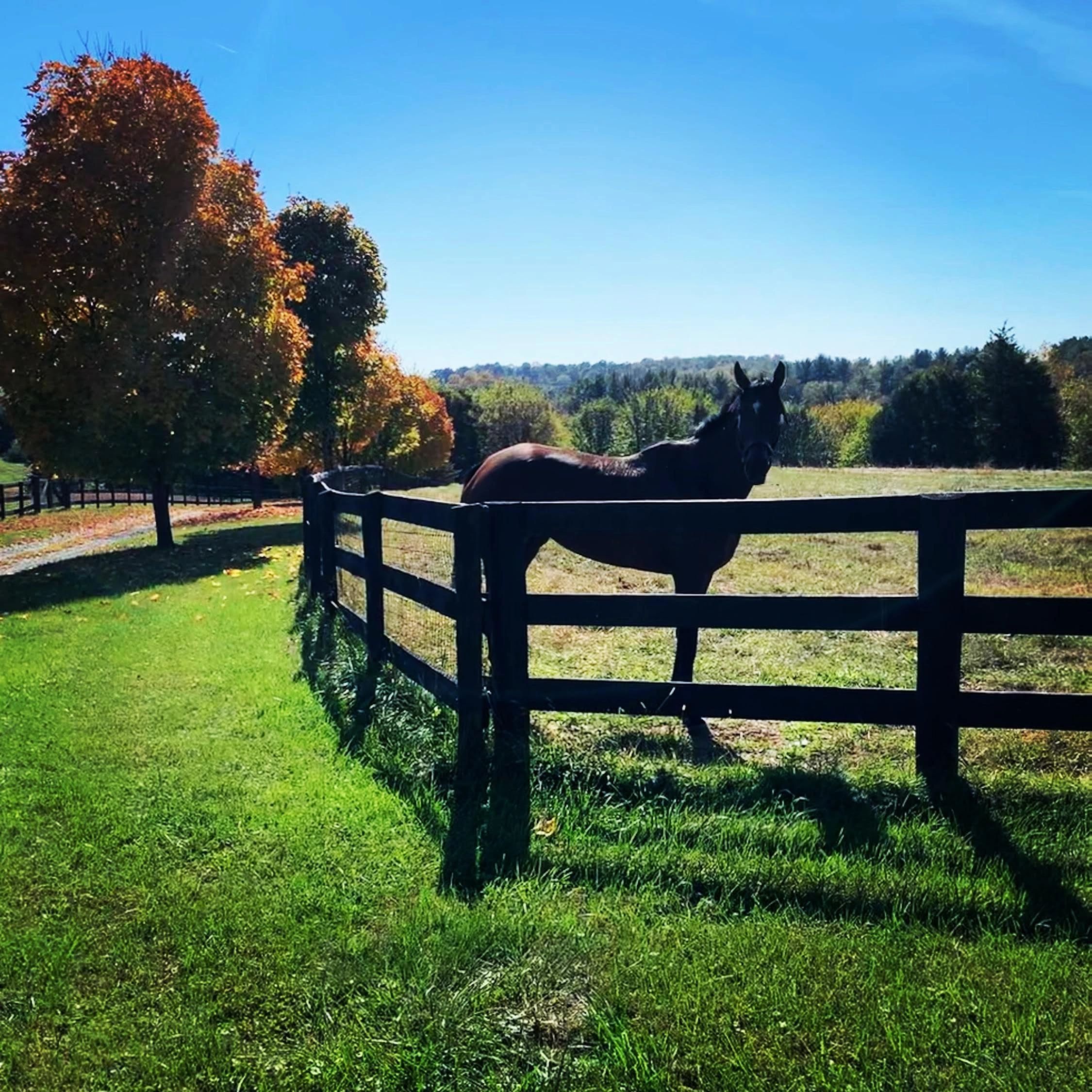 Rainbows and Reawakenings for Thoroughbreds