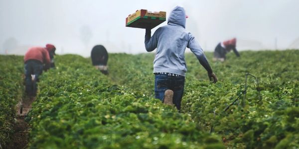 Farm workers harvesting crops in a foggy field.