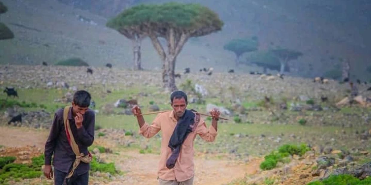 DINO SOCOTRA 