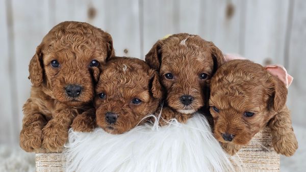 Cavapoo Chicken cavapoo