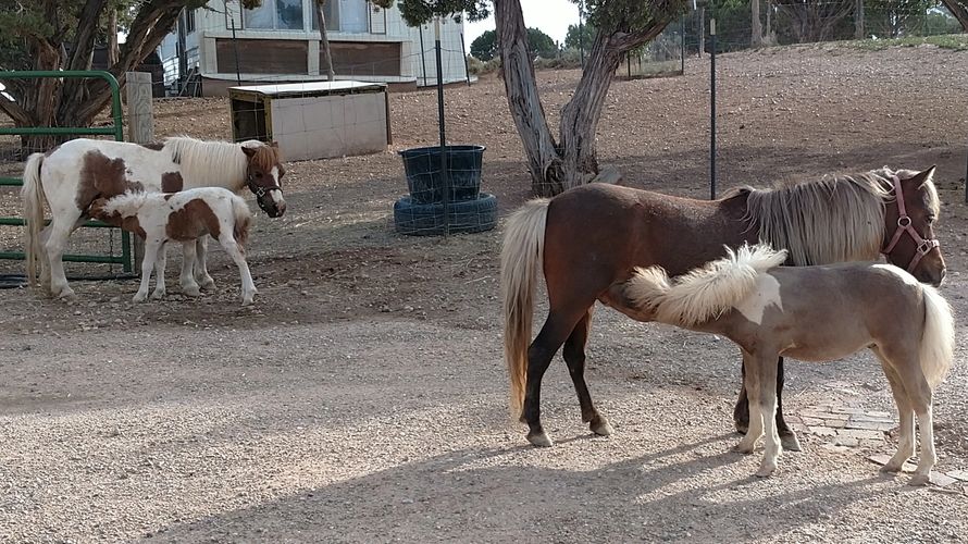 miniature horses brood mares with their foals
