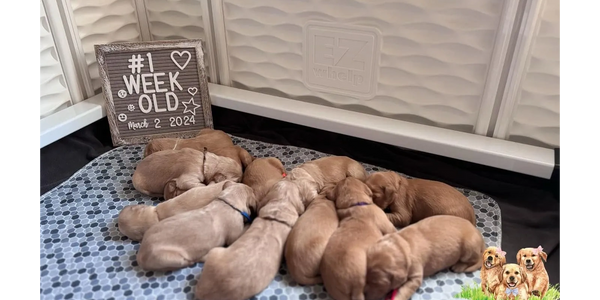 Golden retriever puppies.