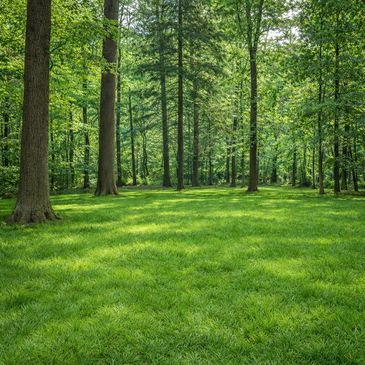 Sunlit green forest clearing with tall trees and lush grass. Instead of overgrowth.