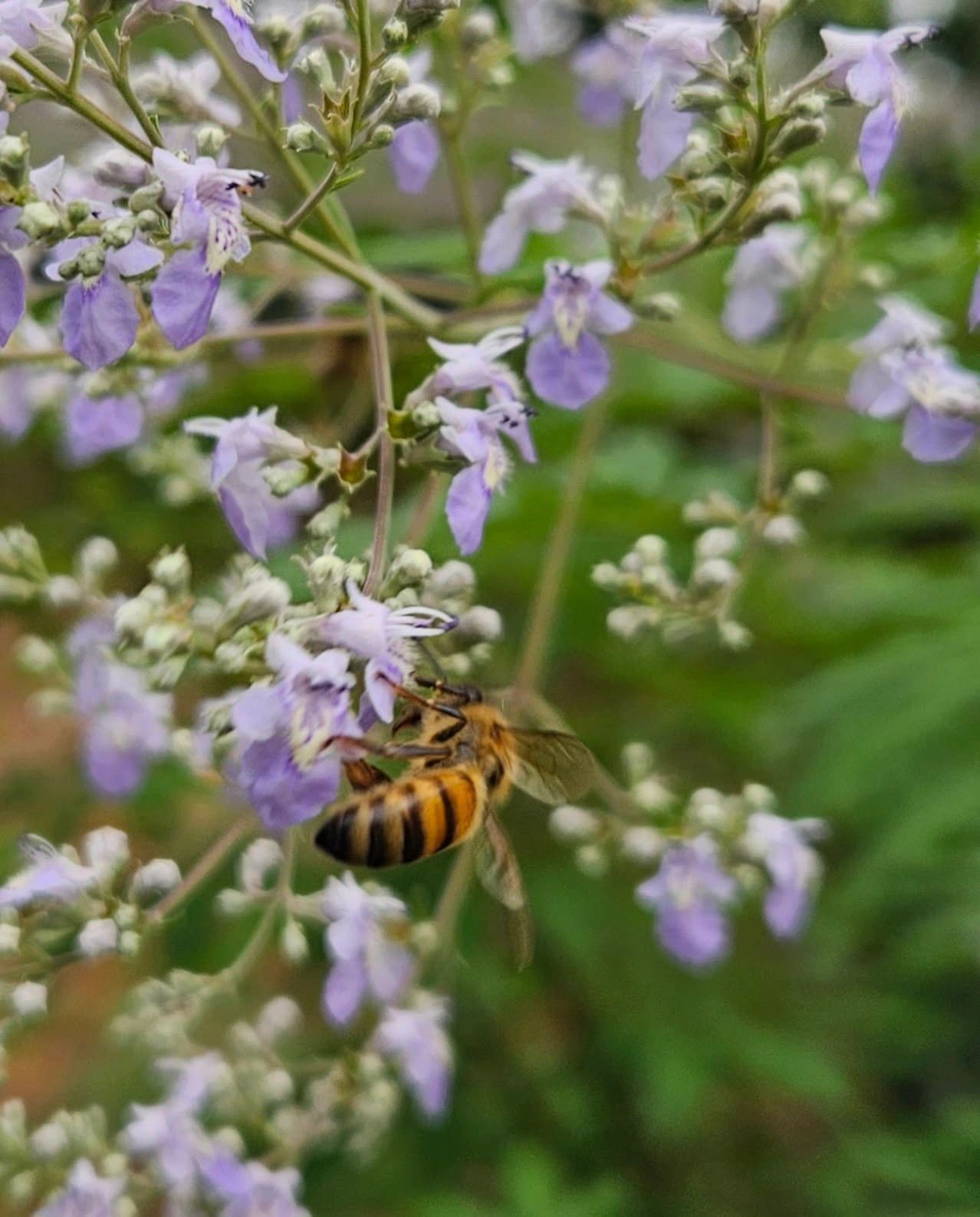 The Beekeeper's Bounty