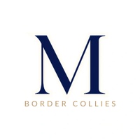 Molly and Marlow Border Collies