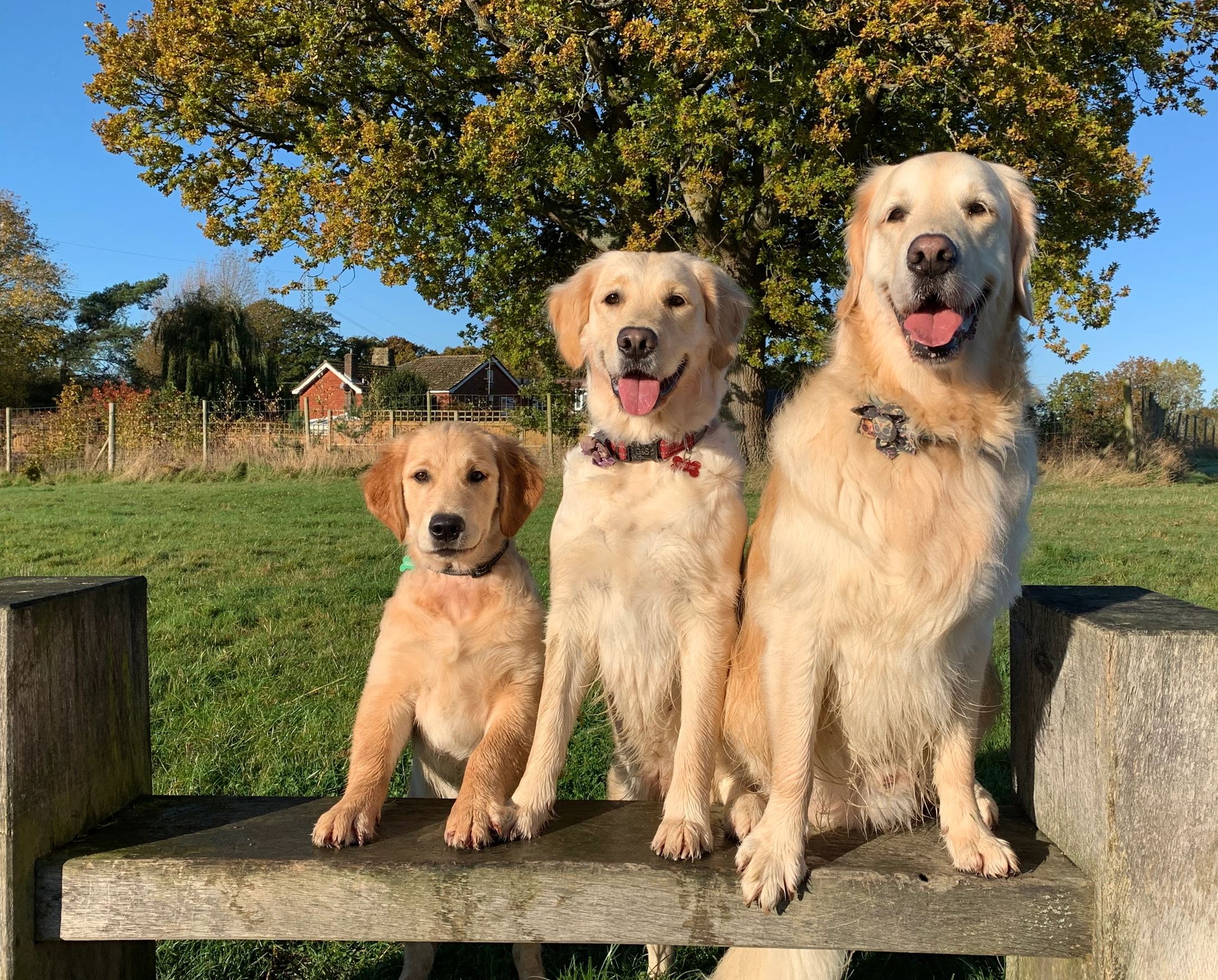  3 dogs on a bench