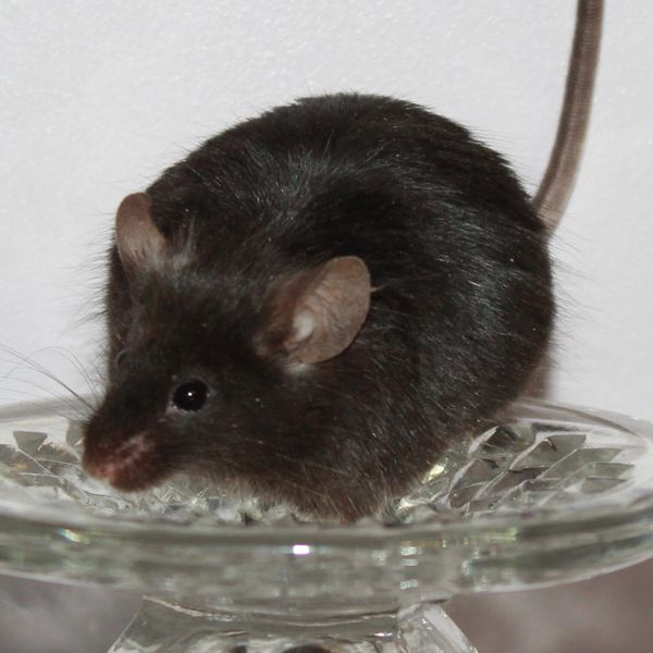 Black Self Angora female mouse