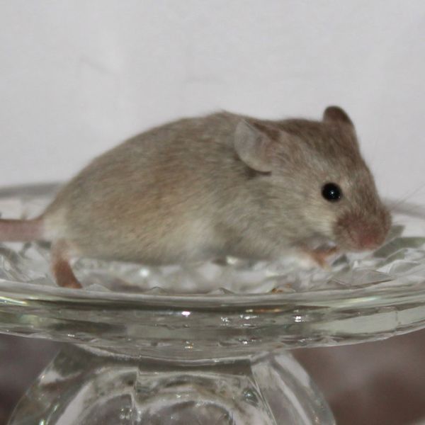 Dove Agouti Standard male mouse