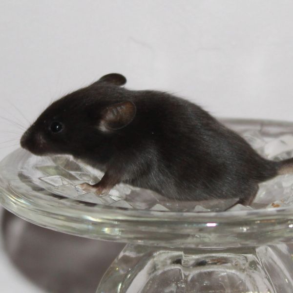 Black Self Standard female mouse