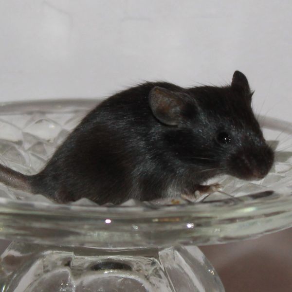 Black Self Standard female mouse