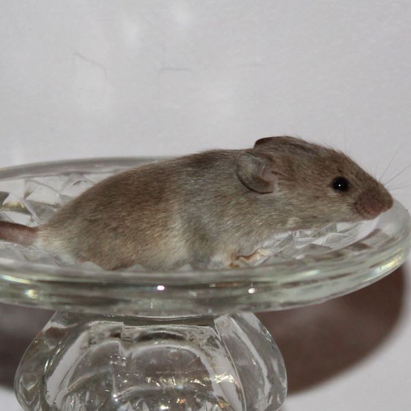 Blue Agouti Standard male mouse