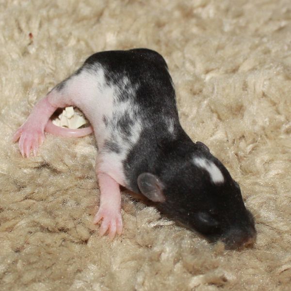 Black Variegated Down Under Velveteen Dumbo female rat kitten