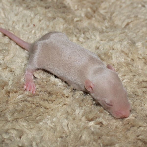 Beige Standard female rat kitten