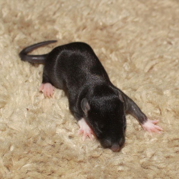 Black English Irish/Irish Standard female rat