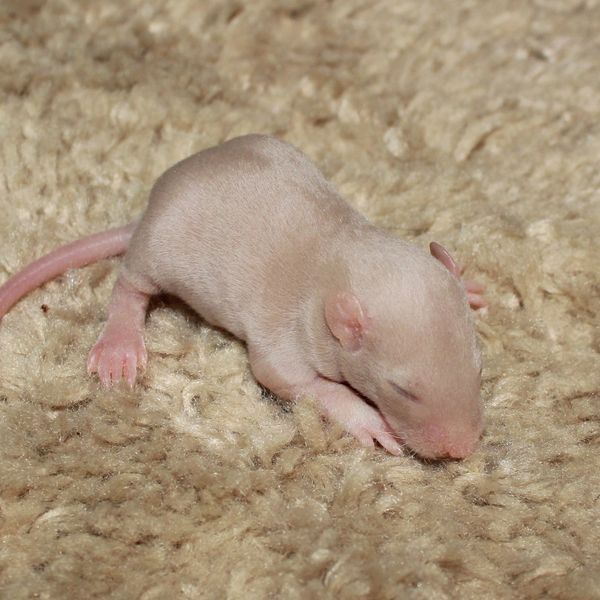 Beige Velveteen Silvermane Standard male rat kitten