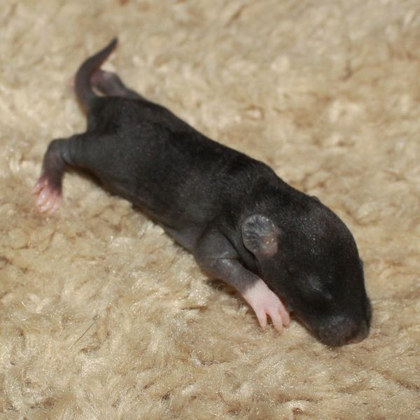 Black English Irish Velveteen Standard female rat